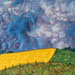 Fence Against Canola: 5 1/2 x 6 inches. SOLD