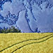 Canola and Trail I. 5 x 7 inches, framed to 9 x 7 inches. $90.