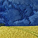 Canola and Trail V. 5 x 7 inches, framed to 7 x 9 inches. $90.